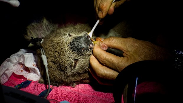 Working into the evening, Dr Lynch removes a remaining leaf from the mouth of a koala. 