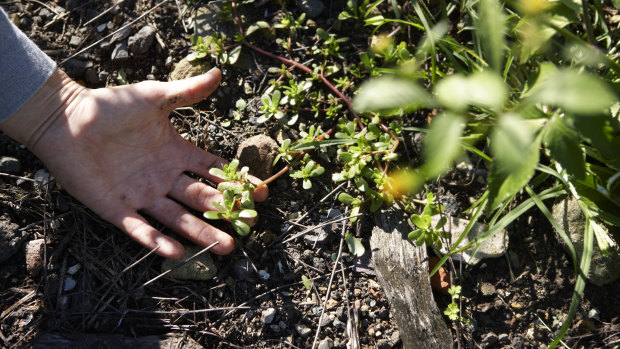 The leaves, stems and flower buds of the common weed purslane (Portulaca oleracea) are edible.