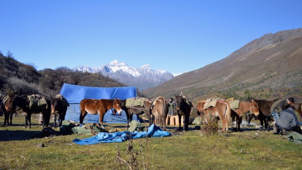 A large team including "far too many horses" got McNeice and her friend through the trek.