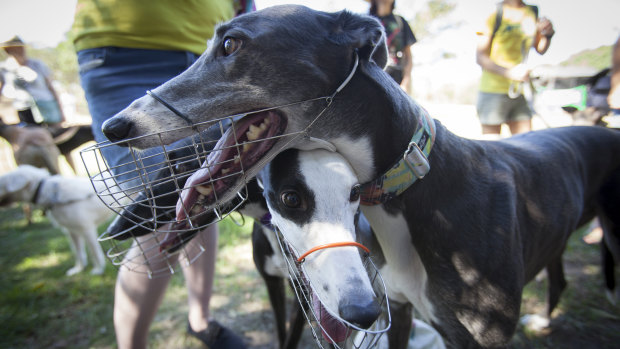 Rescue greyhounds at the Anti-Greyhound Racing Rally at Sydney Park, St Peters, on Saturday.