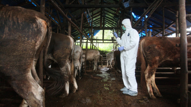 A health worker from Tanah Datar, Indonesia prepares to vaccinate livestock against foot-and-mouth disease.