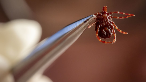 There are 16 Australian ticks known to bite humans.