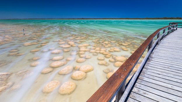 Stromatolites in Shark Bay.