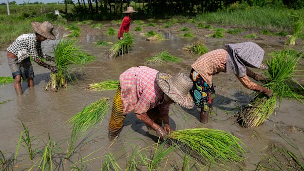 Women working in a paddy field in the Irrawaddy region of Myanmar in August.  