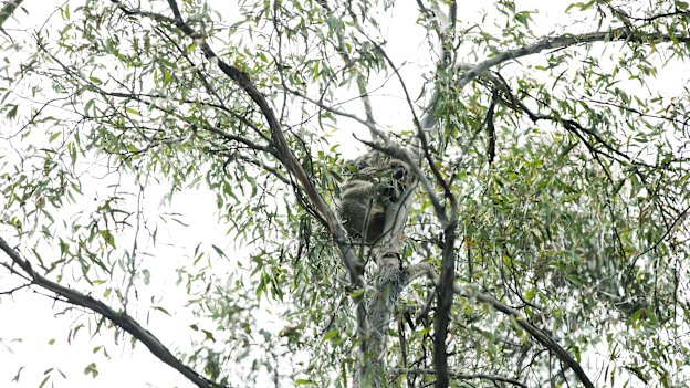 This koala, named Medusa, is being monitored by Science for Wildlife in Kanangra-Boyd National Park in the Blue Mountains in NSW. 