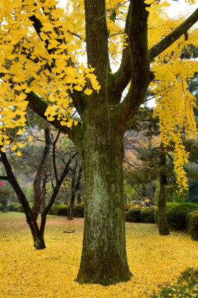 Japan's gingko trees were the first living things to grow back after the bombing of Hiroshima.