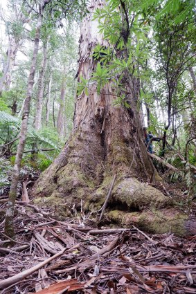 Environmentalists say VicForests plans to log this tree in the Errinundra plateau.