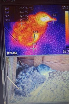 Thermal image of a Little Penguin inside a burrow on Phillip Island. 
