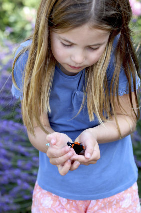 In photo provided by the Duchess of Cambridge, Britain’s Princess Charlotte holds a red admiral butterfly in Norfolk, England, as part of the Big Butterfly Count.