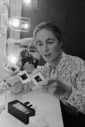 Jane Goodall is passing through the slides before making a presentation in Chicago in 1982.