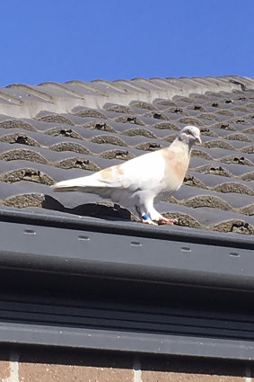 Experts suspect the pigeon that Mr Celli-Bird has named Joe, after the US President-elect, hitched a ride on a cargo ship to cross the Pacific.