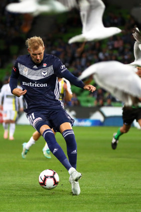 Feathers fly: Swedish import Ola Toivonen scatter a fkock of seagulls as he powers forward on debut for Victory.