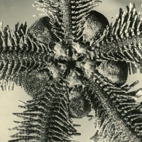 The underside of a brittle star as captured in the book Australian Seashores. 