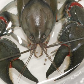 A swamp yabby lives underground and, unlike the common yabby, does not necessarily stay close to waterways. 