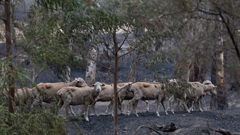 Longwood bushfire turns fatal as body found near car on remote property
