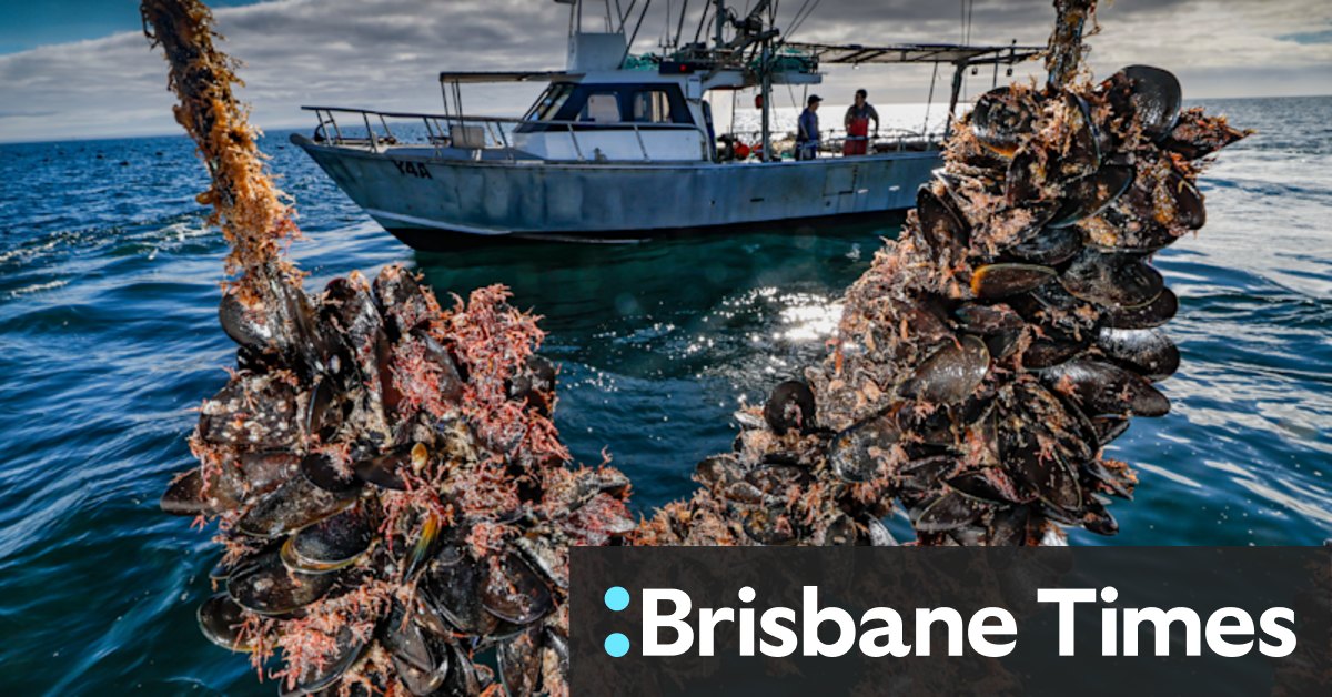 Victorian shellfish farmers mussel into more water in Port Phillip Bay