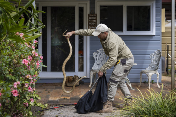 Mark Badgery, from Surfside Snake Catcher Byron Bay, rescues a large eastern brown snake from a home in Alstonville on the NSW north coast.