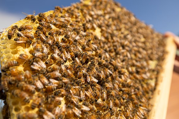 Bees: We need more of them