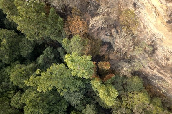 An aerial view of the main Wollemi Pine grove immediately after the bushfire. 