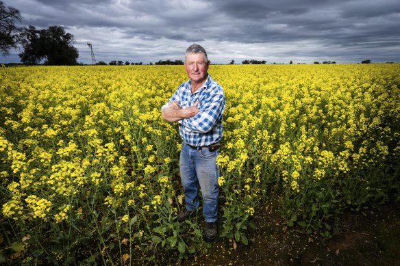 Wahring farmer Frank Deane in his canola field.