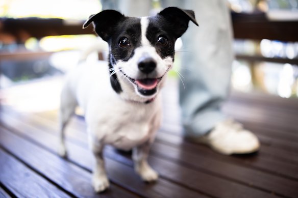 Elbie heading home with her owner, Jake, on Wednesday afternoon.