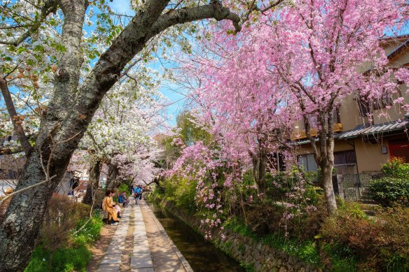 Cherry blossoms along the Philosopher’s Path.