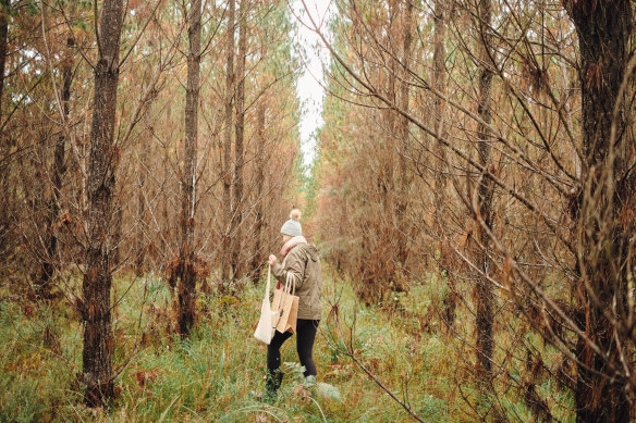 Mushroom foraging is an autumn pastime that has skyrocketed in popularity, according to some who run tours such as Fable Food.