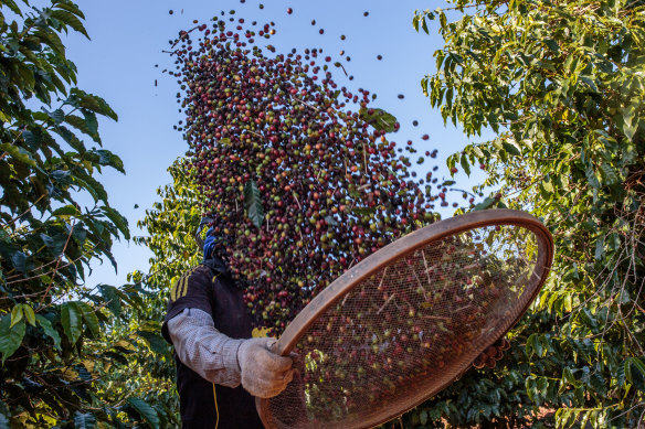 Brazil is a popular region for growing coffee. 99 per cent of coffee consumed by Australians is imported.