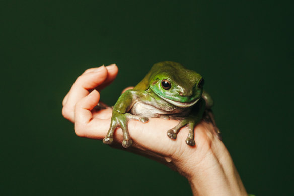 A green tree frog in the palm of frog biologist Dr Jodi Rowley.