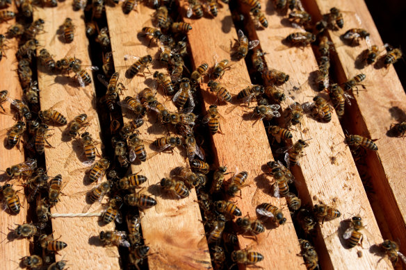 European honey bee populations across Newcastle and the Mid North Coast are being monitored after the deadly varroa mite was detected.