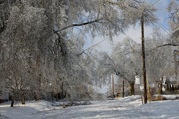 テネシー州ナッシュビルでは木々や電線が雪で覆われています。