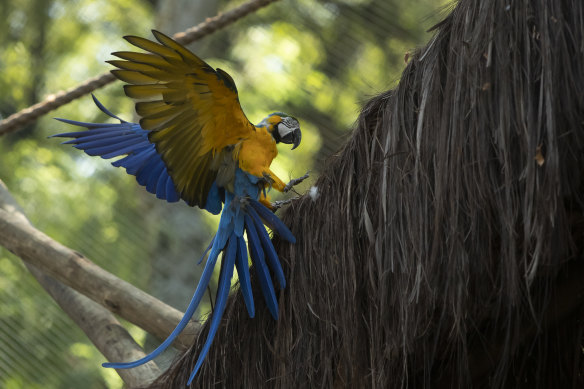 A macaw flies inside an enclosure at BioParque, in Rio de Janeiro. Macaws are used to flying great distances, more than 30 kilometres a day.