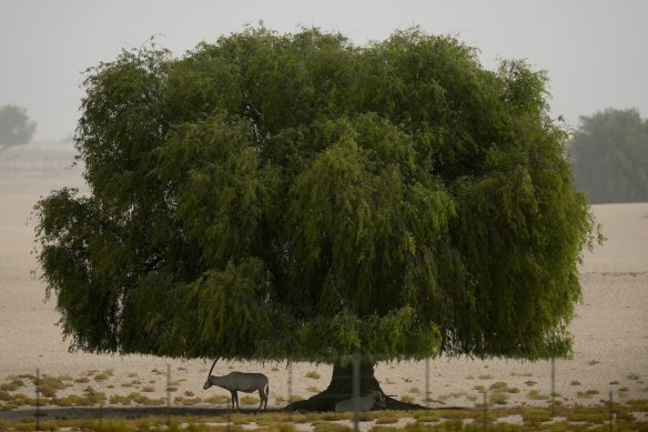 An Arabian Oryx takes refuge in the shade of a tree during a dusty hot day in Dubai this month. 
