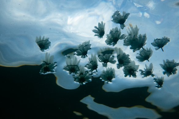 Flowers, as seen from below, rest on the water.