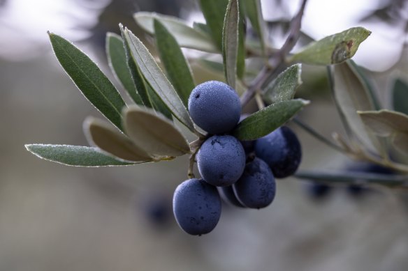 An olive branch in a grove in Tarragona, Spain.