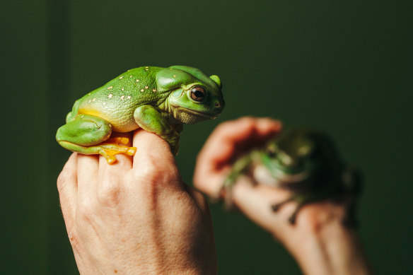A green tree frog and a magnificent tree frog 