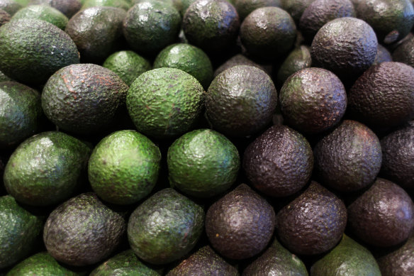 Avocado harvest is currently underway in Queensland.