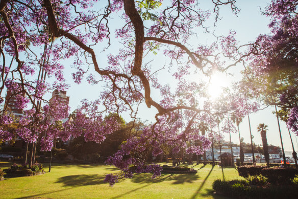 The morning sun hits the jacaranda trees at McDougall Street in Kirribilli.