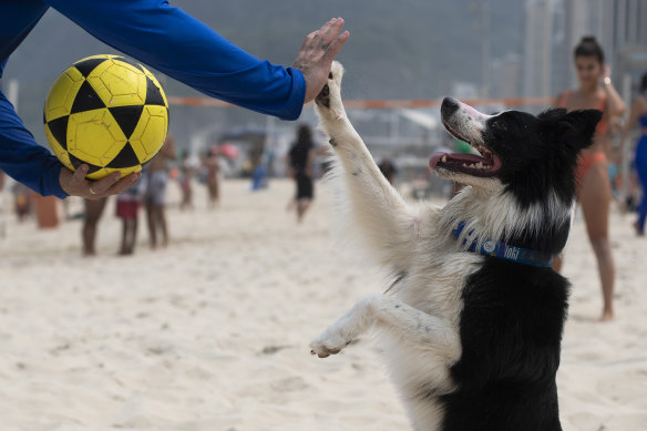Floki high-fives his coach Gustavo Rodrigues at the start of play.