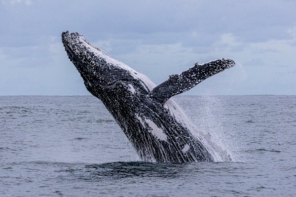 Humpback whale season is at its peak on the NSW coast as whales swim from Antarctica to the tropics for the winter. This whale was passing through Ballina last month.