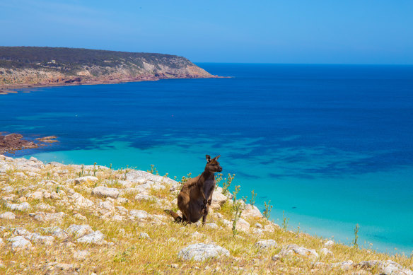Kangaroo Island is home to some of the most diverse wildlife you’ll find concentrated in one area anywhere in Australia.
