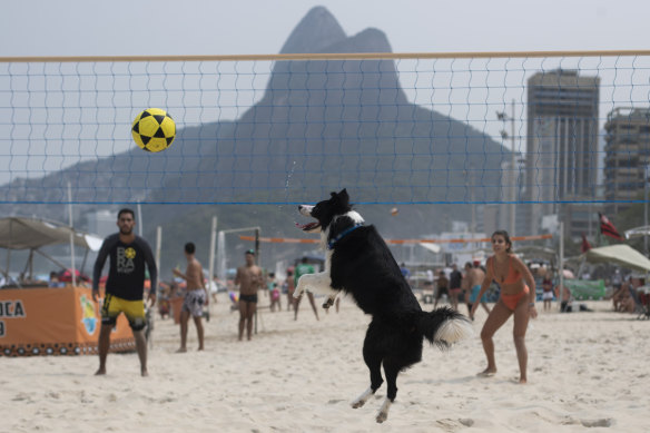 The border collie named Floki plays footvolley on Leblon beach, Rio de Janeiro, on Sunday.