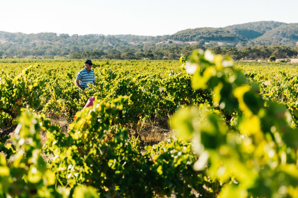 Yangarra, McLaren Vale, South Australia.