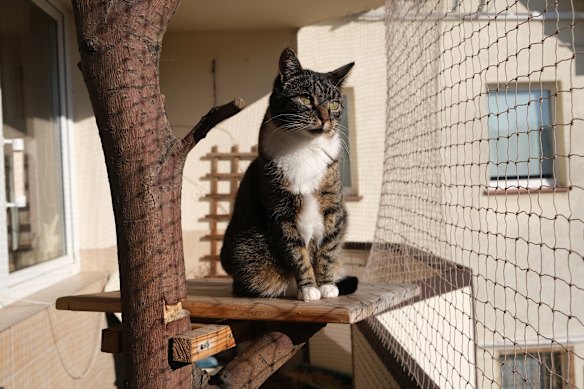 Perth councils are crying out to implement their own cat containment laws.