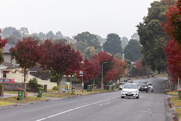A row of ornamental pear trees has been planted in a street where spotted gums were felled 10 years ago.