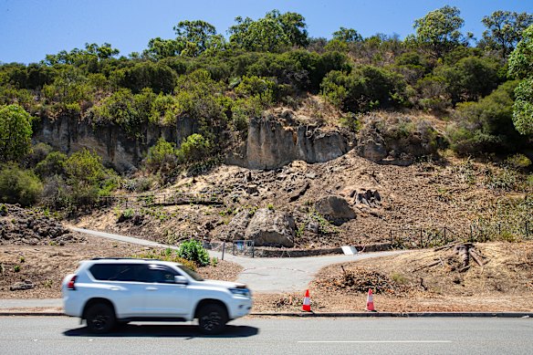 Stumps left behind after tree removal along Mounts Bay Road due to an infestation of the polyphagous shot-hole borer.