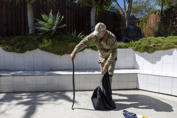 Badgery with a red-bellied black snake.