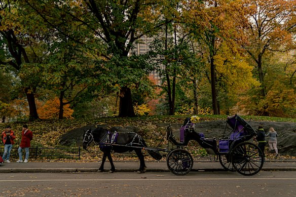 Animal rights groups say that forcing horses to work in urban conditions is unsafe an undermines their long-term health.
