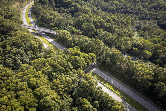 A forested overpass on the Pacific Highway in northern NSW, designed for all wildlife species to use.