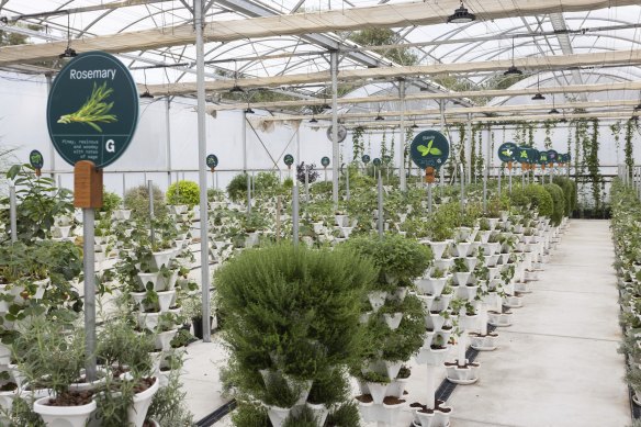 You can pick your own herbs in Gateway’s hydroponic growing shed.